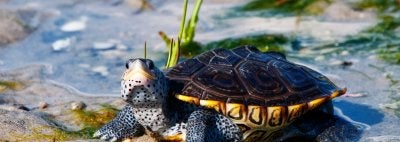 Diamondback turtle